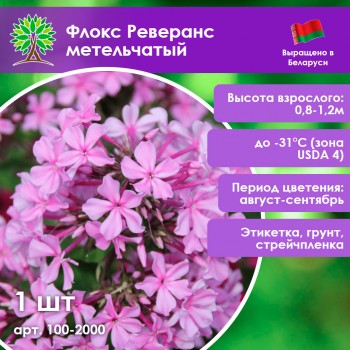 Флокс Реверанс метельчатый