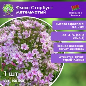 Флокс Старбуст метельчатый