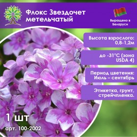 Флокс Звездочет метельчатый