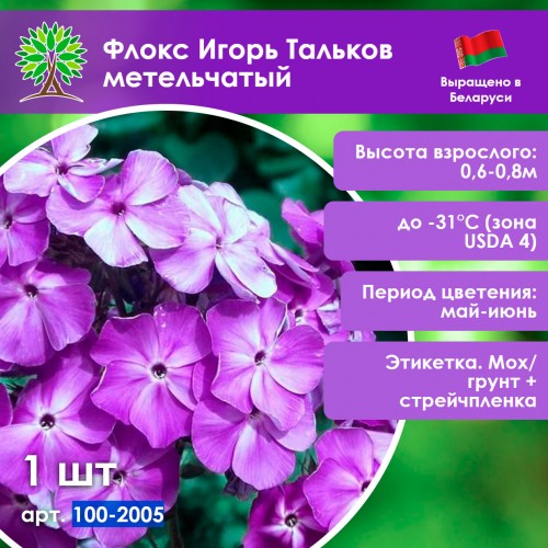 Флокс Игорь Тальков метельчатый