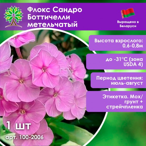 Флокс Сандро Боттичелли метельчатый