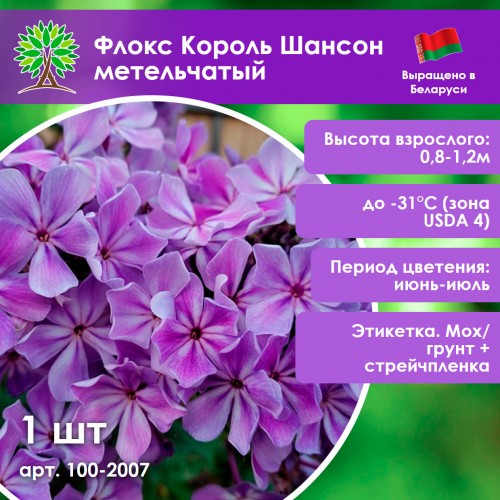 Флокс Король Шансон метельчатый