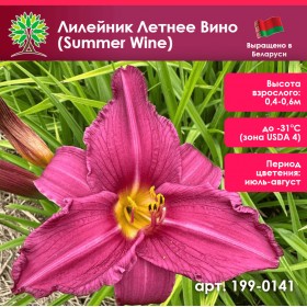 Лилейник Летнее Вино (Summer Wine) Лилейник Летнее Вино (Summer Wine)