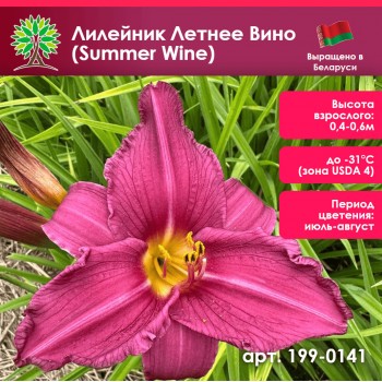 Лилейник Летнее Вино (Summer Wine) Лилейник Летнее Вино (Summer Wine)