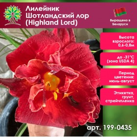 Лилейник Шотландский лор (Highland Lord) Лилейник Шотландский лор (Highland Lord)