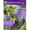 Голубика Река (ранний)