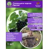 Смородина черная Лентяй