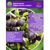 Крыжовник Африканец средн