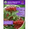 Калина обыкновенная Таёжные Рубины