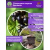 Смородина черная Дачница