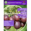Крыжовник Серенада