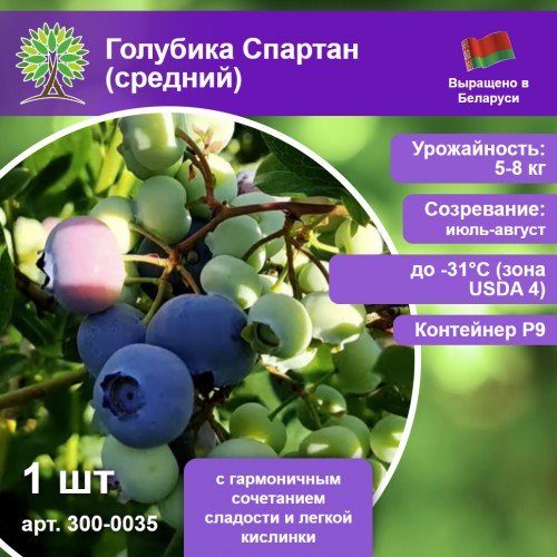 Голубика Спартан (средний)