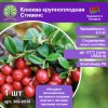 Клюква крупноплодная Стивенс