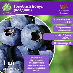 Голубика Бонус (поздний)