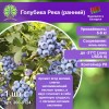 Голубика Река (ранний)