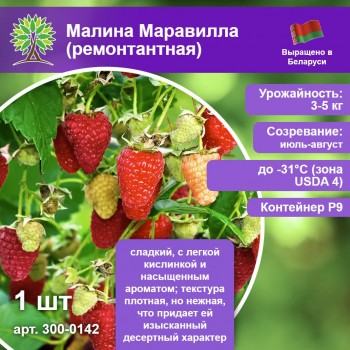 Малина Маравилла (ремонтантная)