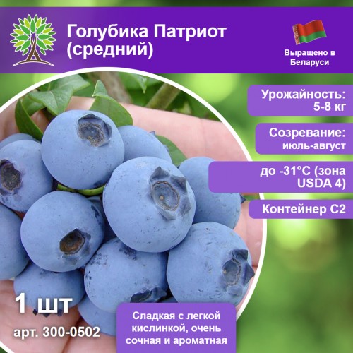 Голубика Патриот (средний)