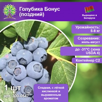 Голубика Бонус (поздний)