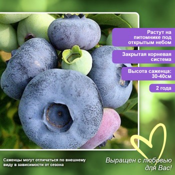 Голубика Бонус (поздний)