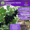 Смородина черная Лентяй