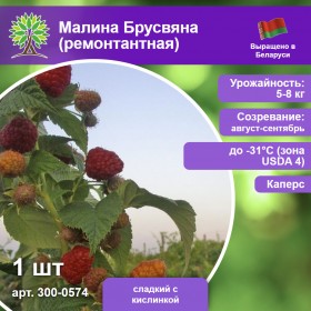 Малина Брусвяна (ремонтантная)