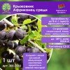 Крыжовник Африканец средн
