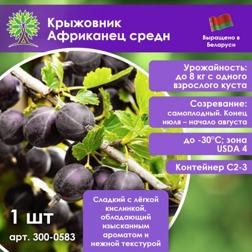 Крыжовник Африканец средн