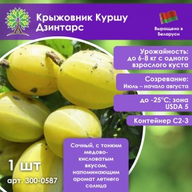 Крыжовник Куршу Дзинтарс