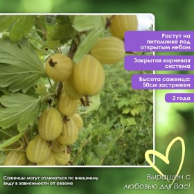 Крыжовник Куршу Дзинтарс