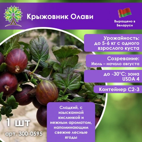 Крыжовник Олави