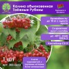 Калина обыкновенная Таёжные Рубины