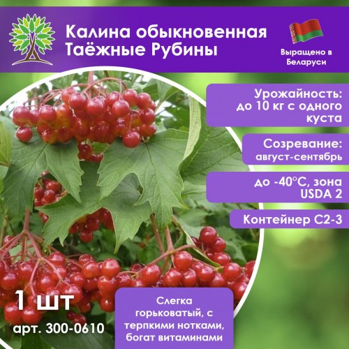 Калина обыкновенная Таёжные Рубины