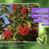 Калина обыкновенная Таёжные Рубины