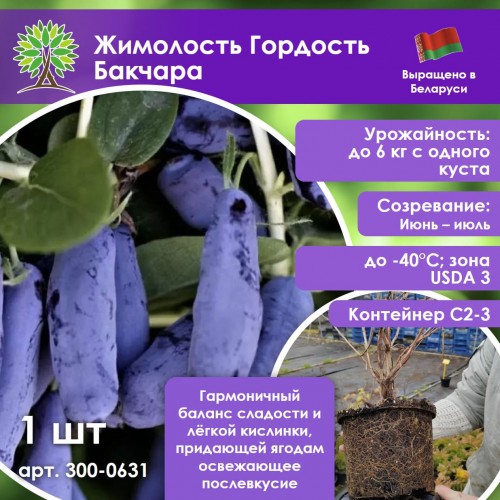 Жимолость Гордость Бакчара