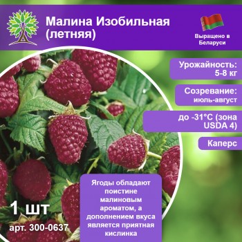 Малина Изобильная (летняя)