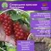 Смородина красная Пурпурная