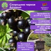 Смородина черная Дачница