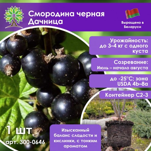 Смородина черная Дачница