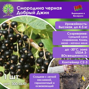 Смородина черная Добрый Джин