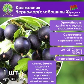 Крыжовник Черномор