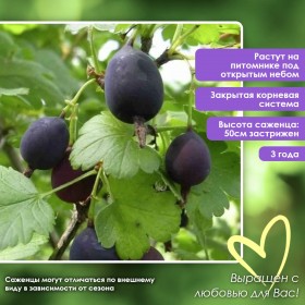 Крыжовник Черномор
