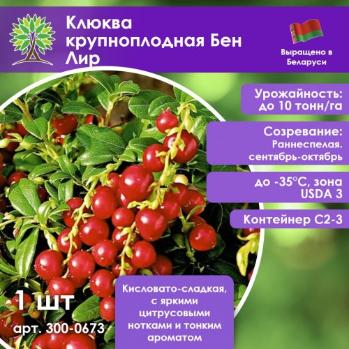 Клюква крупноплодная Бен Лир