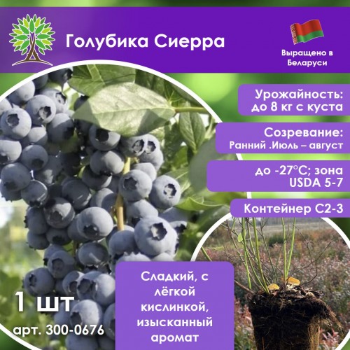 Голубика Сиерра