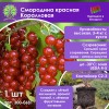 Смородина красная Коралловая