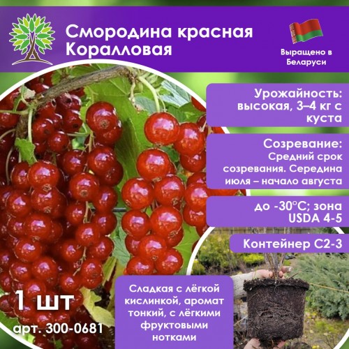 Смородина красная Коралловая