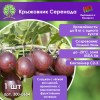 Крыжовник Серенада