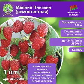 Малина Пингвин (летняя)