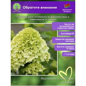 Гортензия метельчатая Лайм Лайт