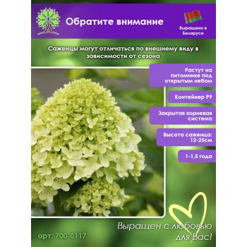 Гортензия метельчатая Лайм Лайт