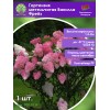 Гортензия метельчатая Ванилла Фрейз